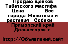 Продаю щенков Тибетского мастифа › Цена ­ 45 000 - Все города Животные и растения » Собаки   . Приморский край,Дальнегорск г.